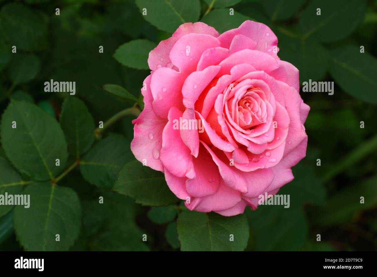 Ashley es hermosa rosa rosa cerca. Una flor, en un jardín en condiciones naturales en medio de la vegetación, bajo el cielo abierto. Foto de stock