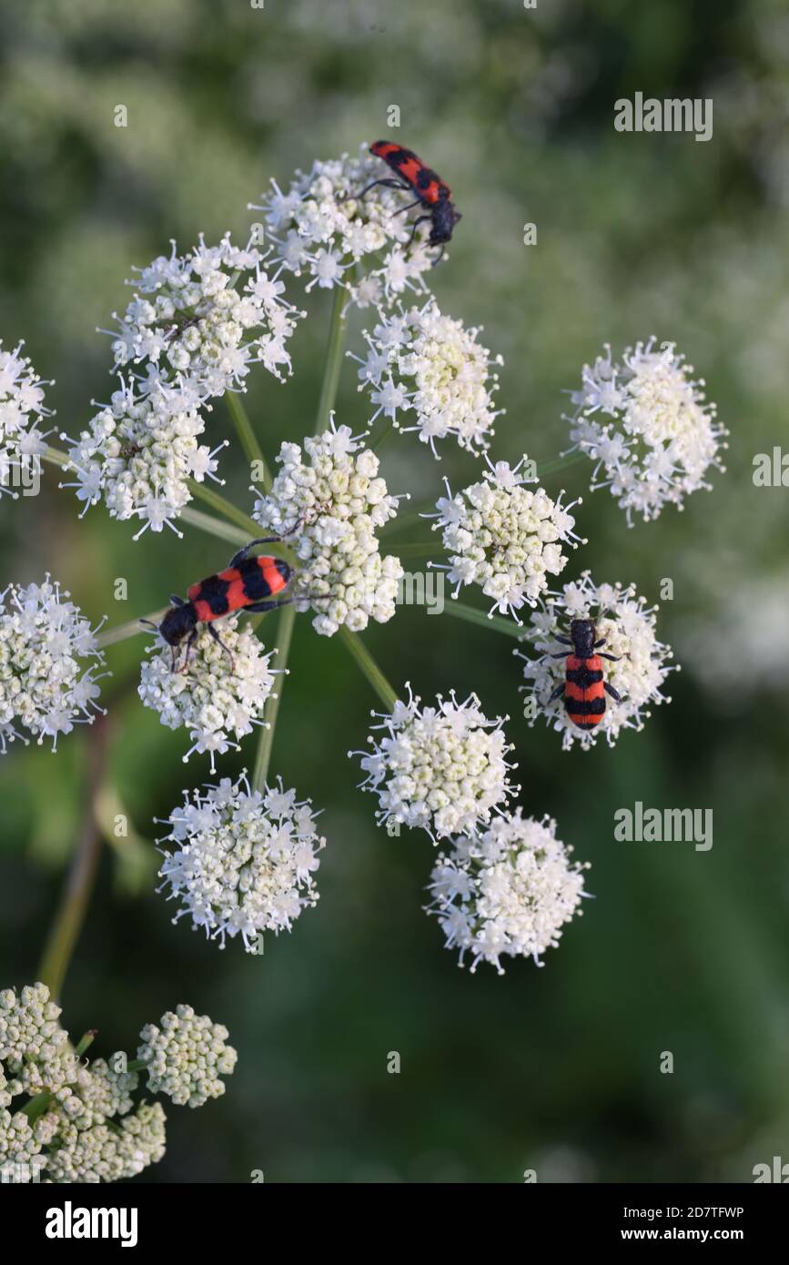 Tricodes apiarius Beetles o Bugs Feeding on Common Hogweed, Heracleum sphondylium, Umbellifer Plants Foto de stock