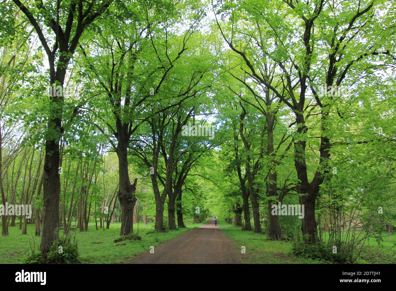 Sattes Grün am Waldweg Foto de stock