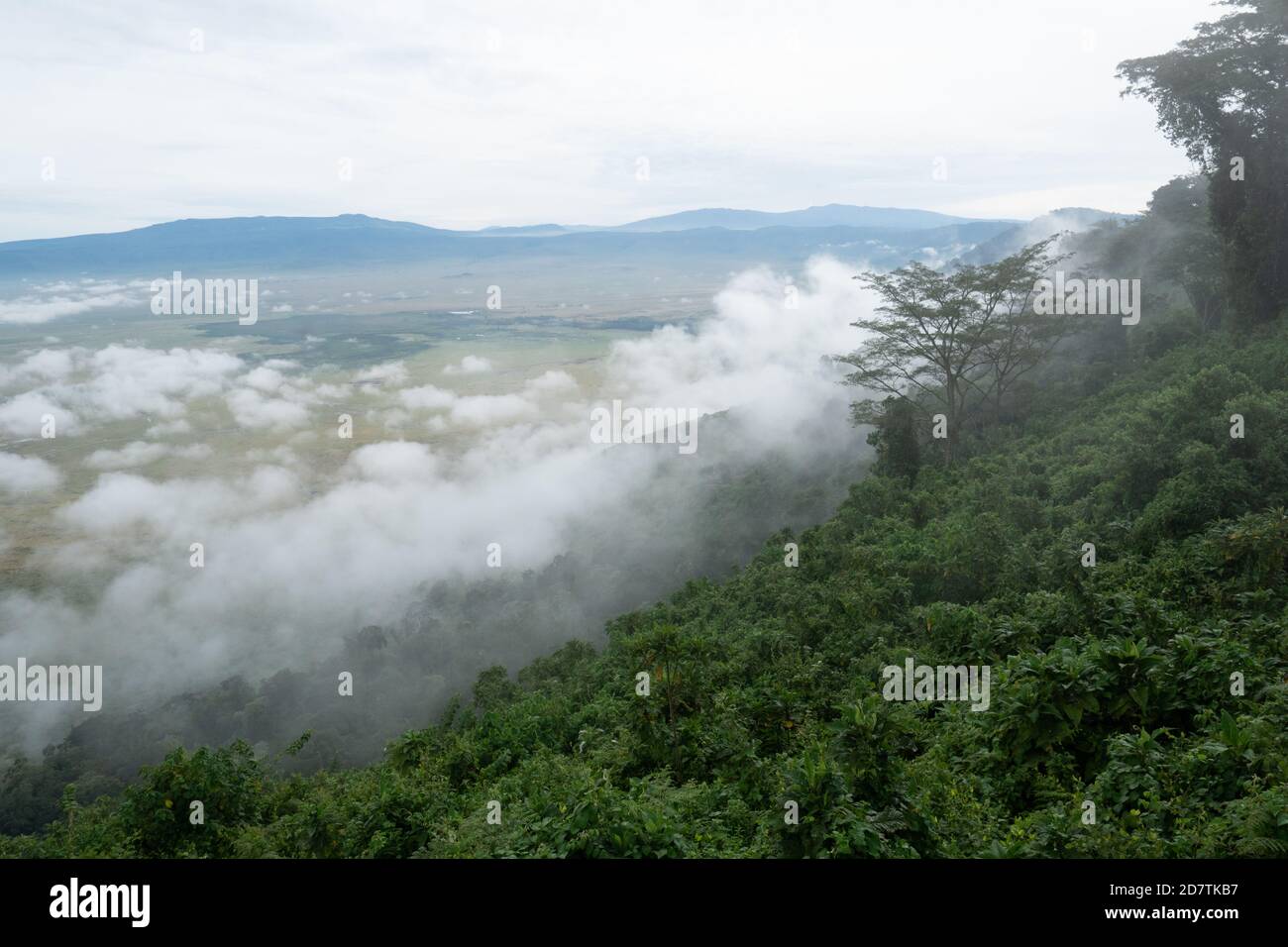 El Área de Conservación de Ngorongoro, es un área protegida y Patrimonio de la Humanidad ubicada a 180 km (110 mi) al oeste de Arusha, en la zona de Crater Highlands de tan Foto de stock