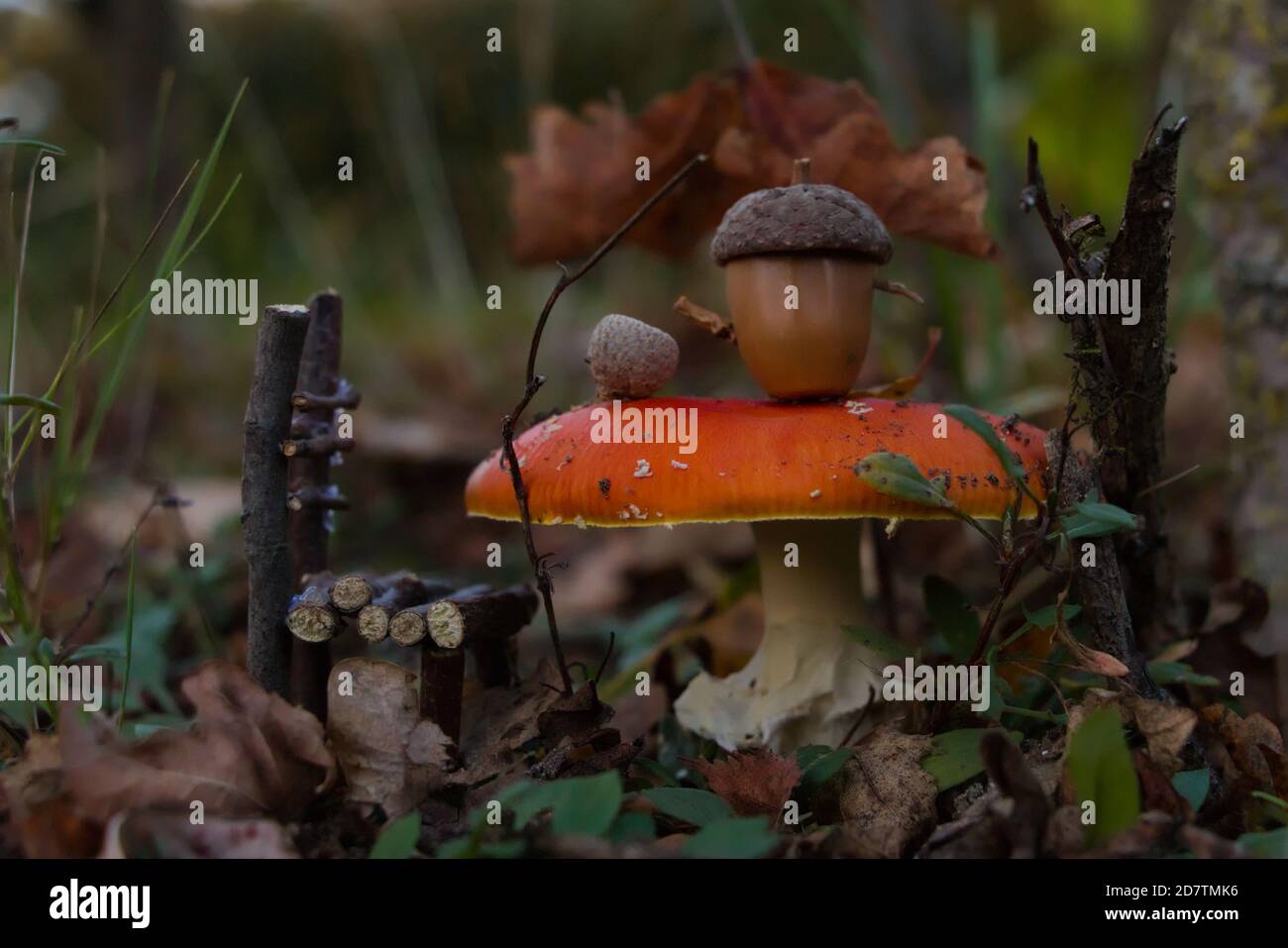 Té en miniatura escena de tiempo, con una mosca agárica (Amanita muscaria) como una mesa Foto de stock