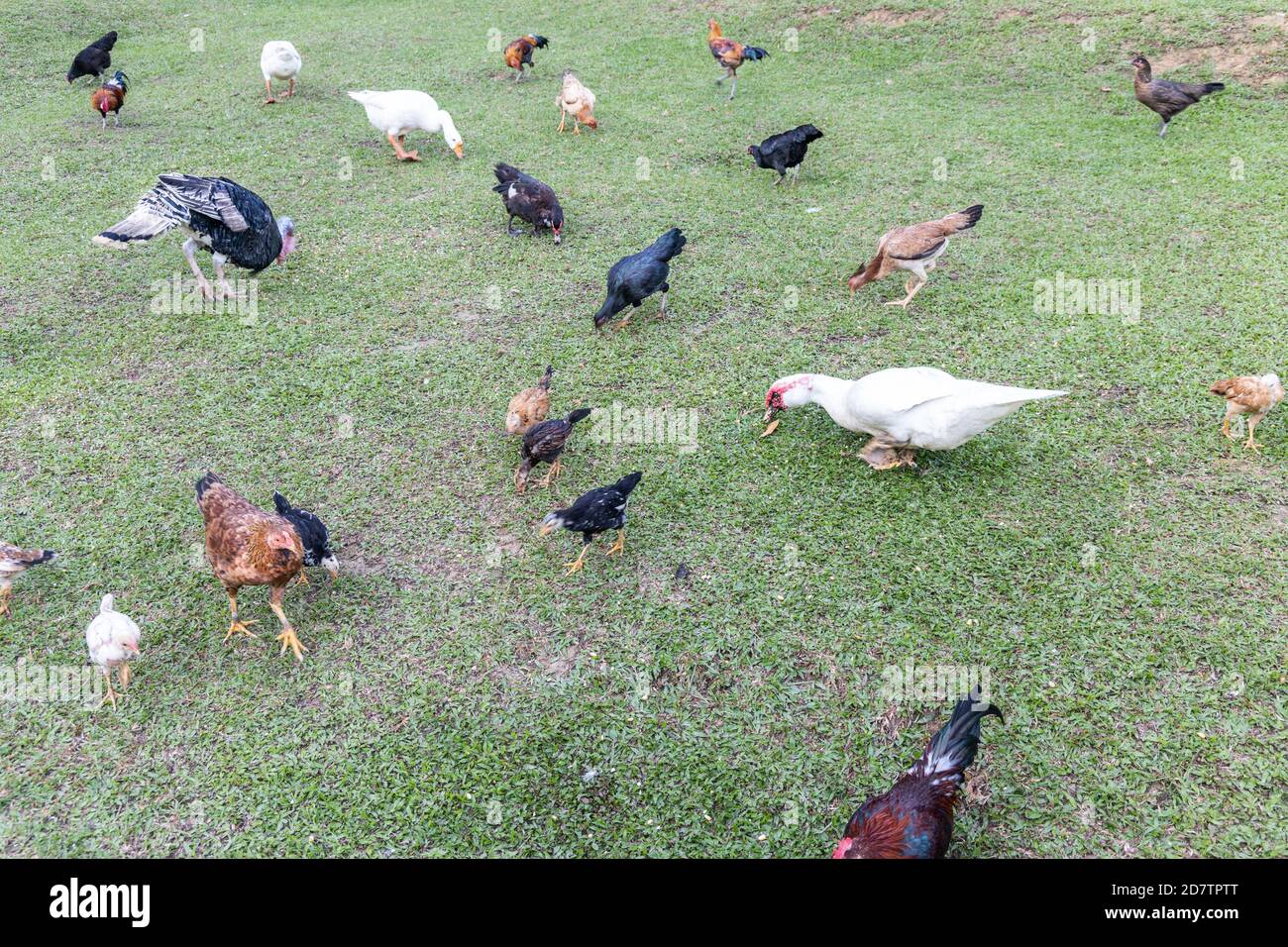 Cría de aves de corral de ganado orgánico de distribución gratuita en Malasia Foto de stock