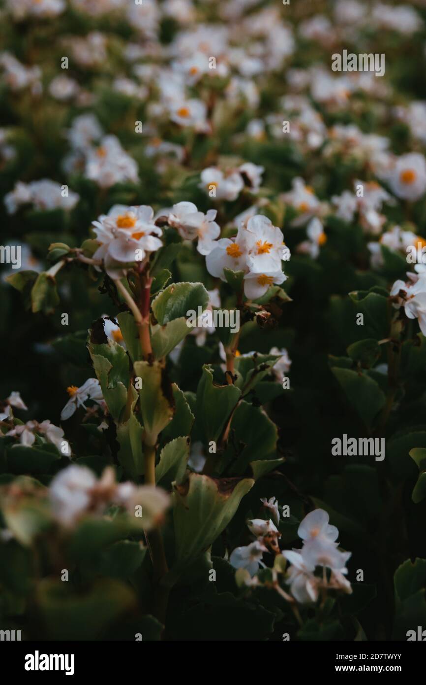 Tiro vertical de un campo de Begonia Cera flores blancas - grande para el  papel tapiz Fotografía de stock - Alamy