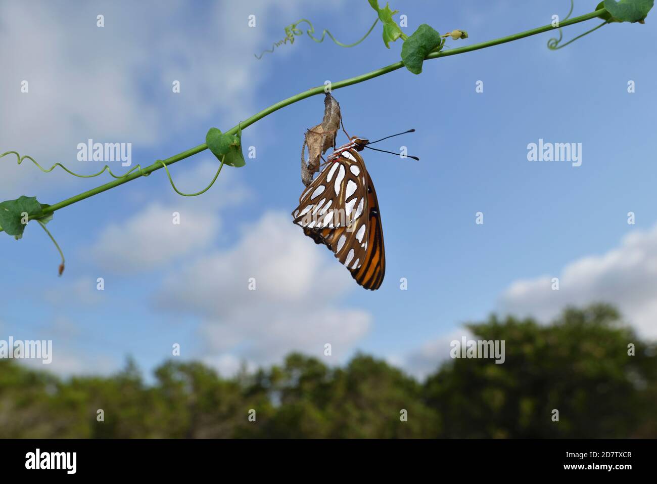 Gulf Fritillary (Agraulis vanillae), mariposa que se expande alas después de emerger de crisalis, serie, Hill Country, Texas Central, EE.UU Foto de stock