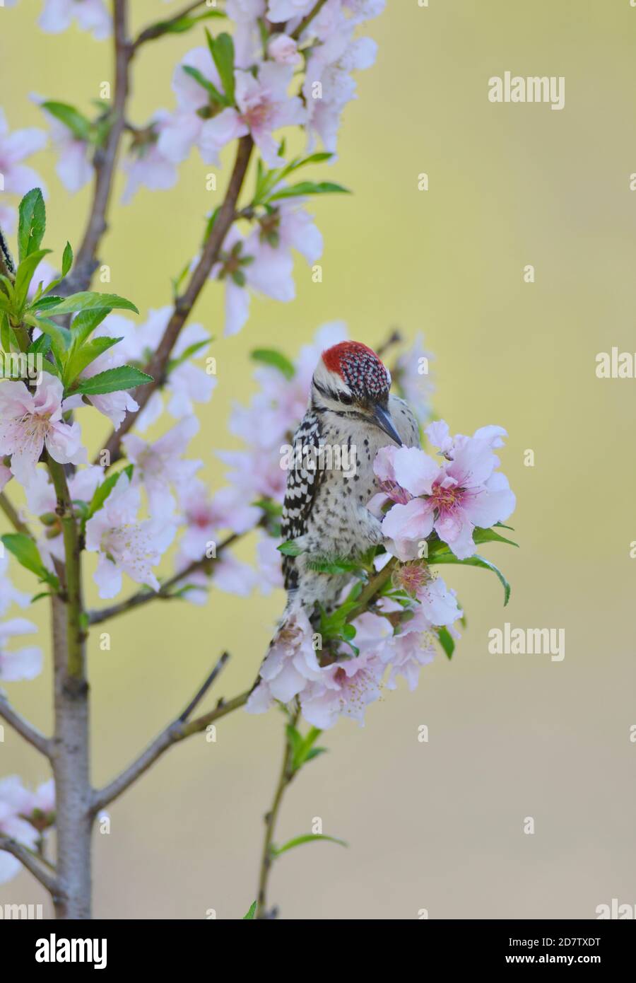 Woodpecker con respaldo de escalera (Picoides scalaris), macho adulto encaramado en el árbol de Peach en flor (Prunus persica), Hill Country, Central Texas, EE.UU Foto de stock