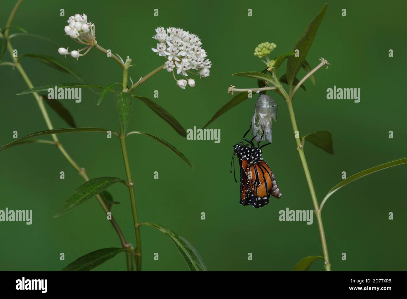 Reina (Danaus gilippus), mariposa que se expande alas después de emerger de crisálida en Milkweed acuático (Asclepias perennis), serie, Hill Country, Cent Foto de stock