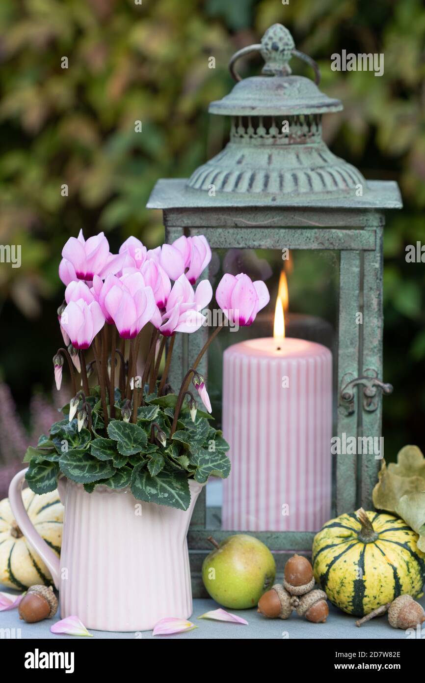 decoración otoñal con flor de ciclamenb rosa y farol vintage Foto de stock