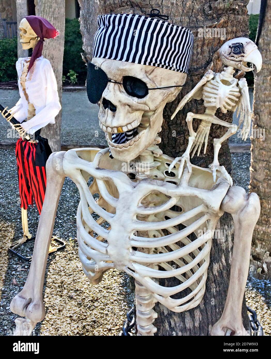 La playa ir de compras Grave Los esqueletos de dos piratas y un loro montando en un hombro hacen una  decoración de Halloween al aire libre espeluznante frente a una casa en la  costa oeste de Florida, EE.UU.