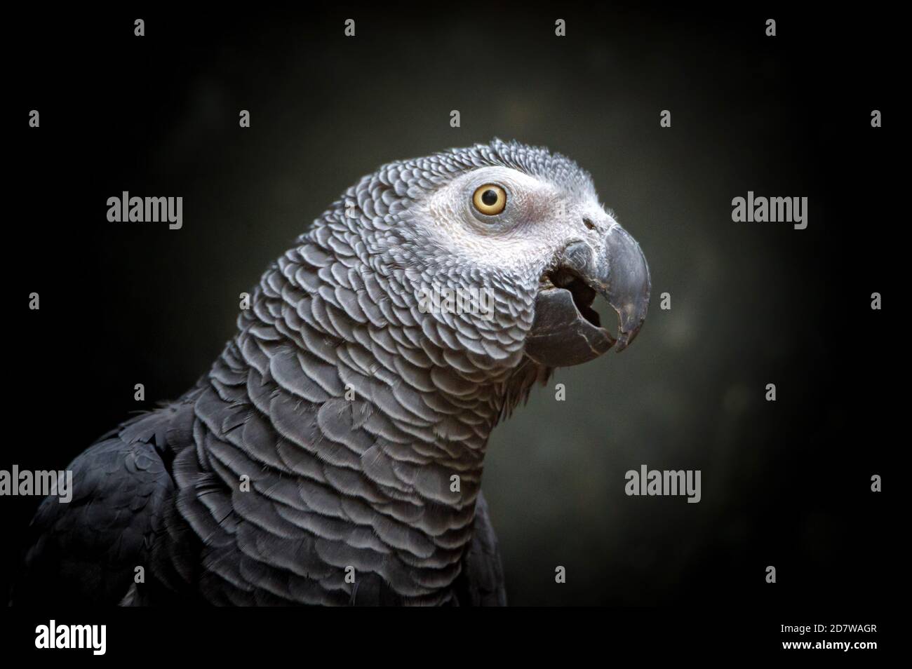 Loro gris Timneh africano o loro gris Congo, loro gris africano Congo Foto de stock