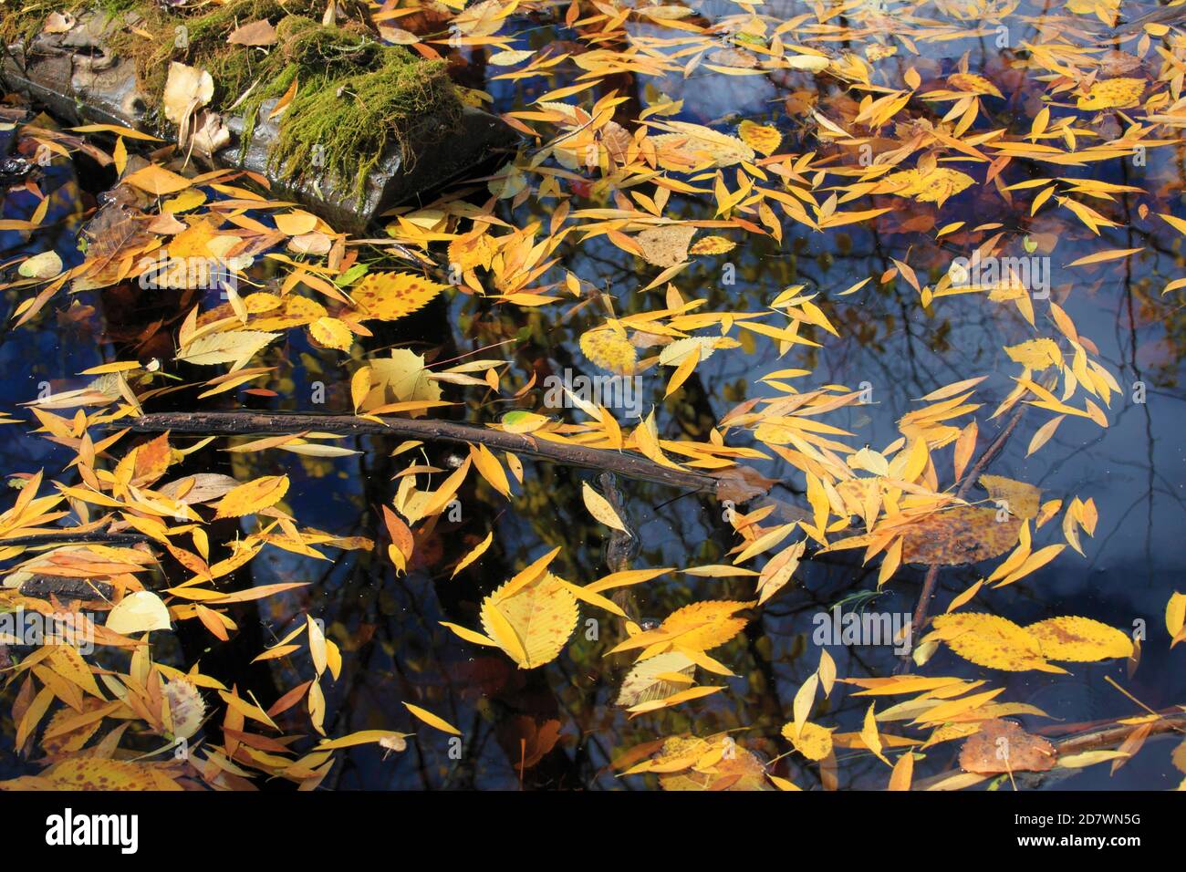 Otoño, caída, hojas, otoño, naturaleza, estaciones, Foto de stock