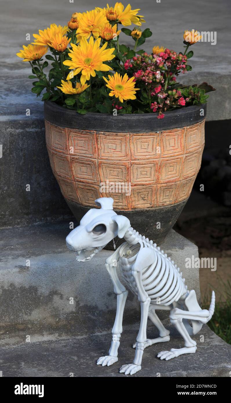 Halloween, decoración, esqueleto de perro, Foto de stock