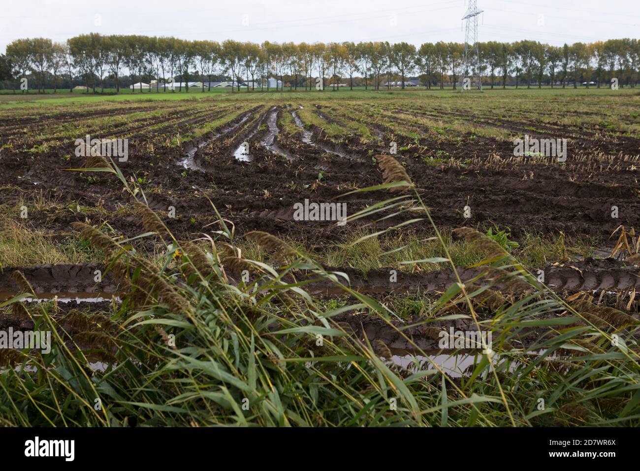 Campo de maíz cosechado recientemente con senderos para tractores y agua de lluvia en otoño, países Bajos Foto de stock