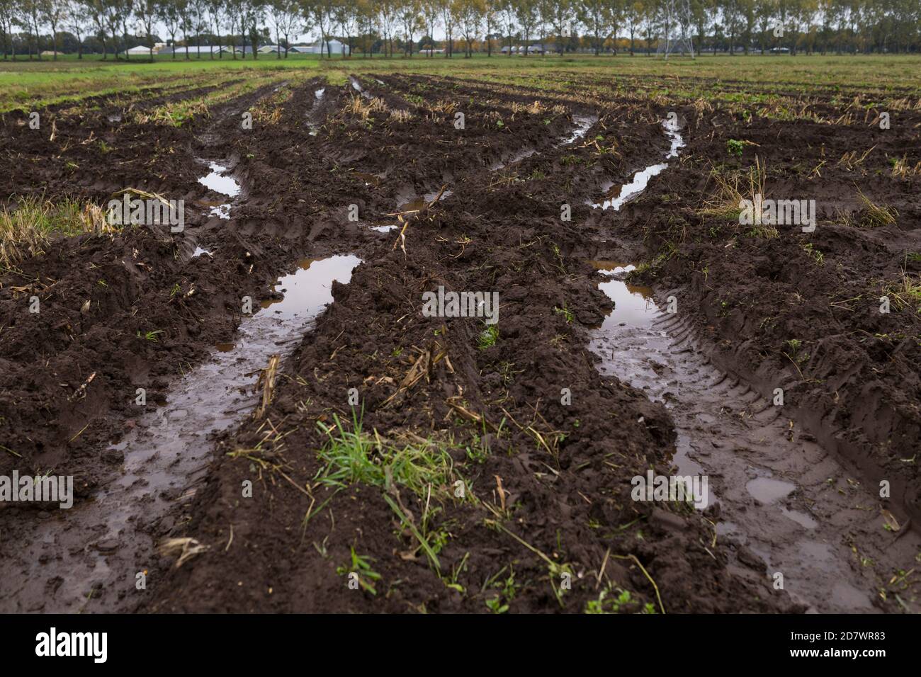 Campo de maíz cosechado recientemente con senderos para tractores y agua de lluvia en otoño, países Bajos Foto de stock