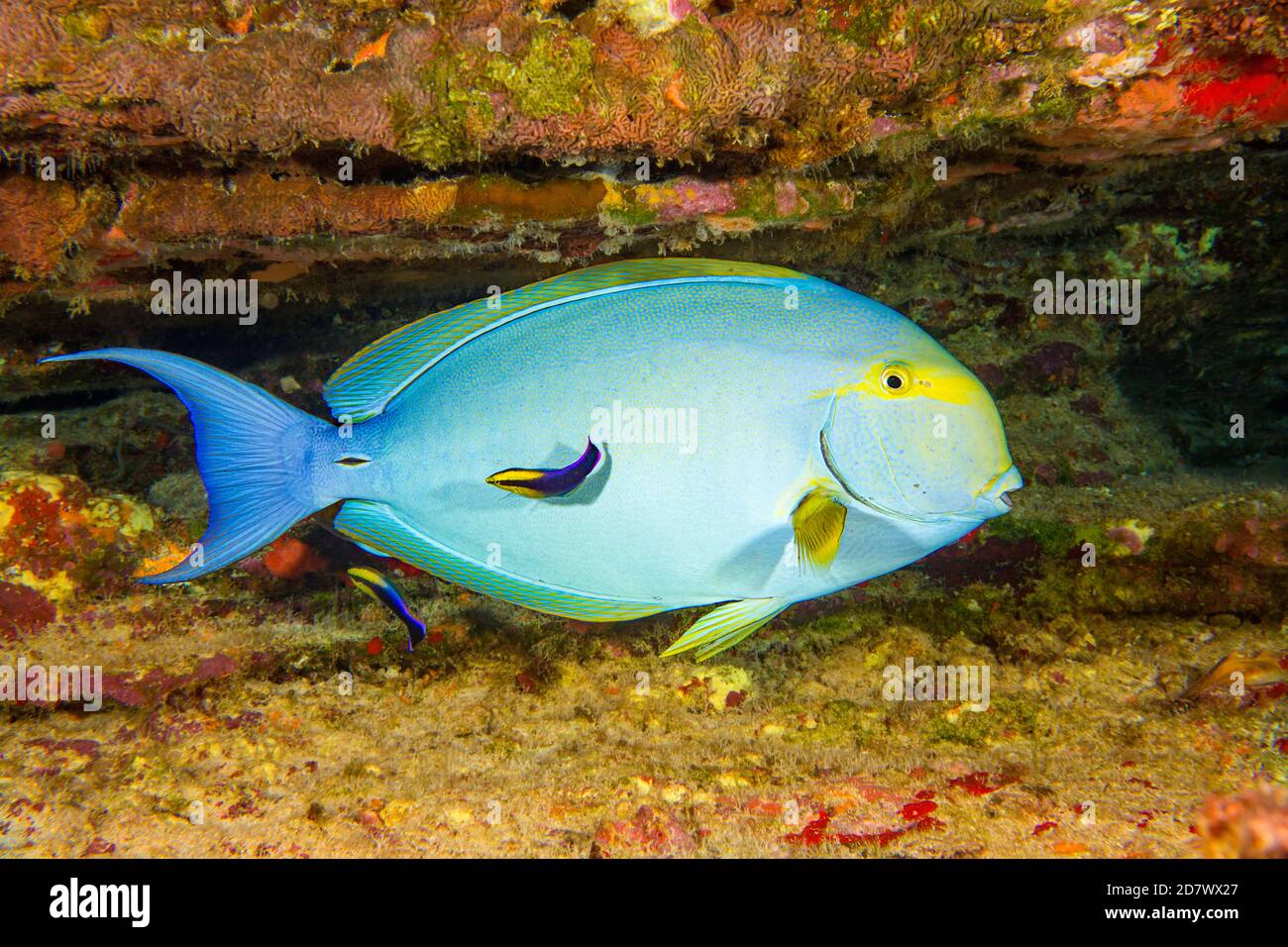 Este pez surgeonfish de aleta amarilla hembra, Acanthurus xanthopterus, está en una estación de limpieza que está siendo mirado por dos wrasse hawaiano endémico, Labroid Foto de stock