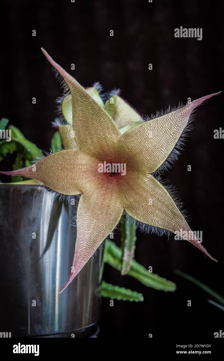 Cactus de pez estrella Foto de stock