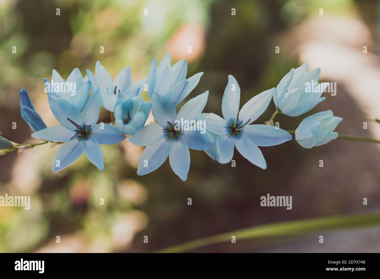 Lilas nativas africanas de maíz planta Ixia con flores azules al aire libre  en el soleado patio trasero tiro a poca profundidad de campo Fotografía de  stock - Alamy