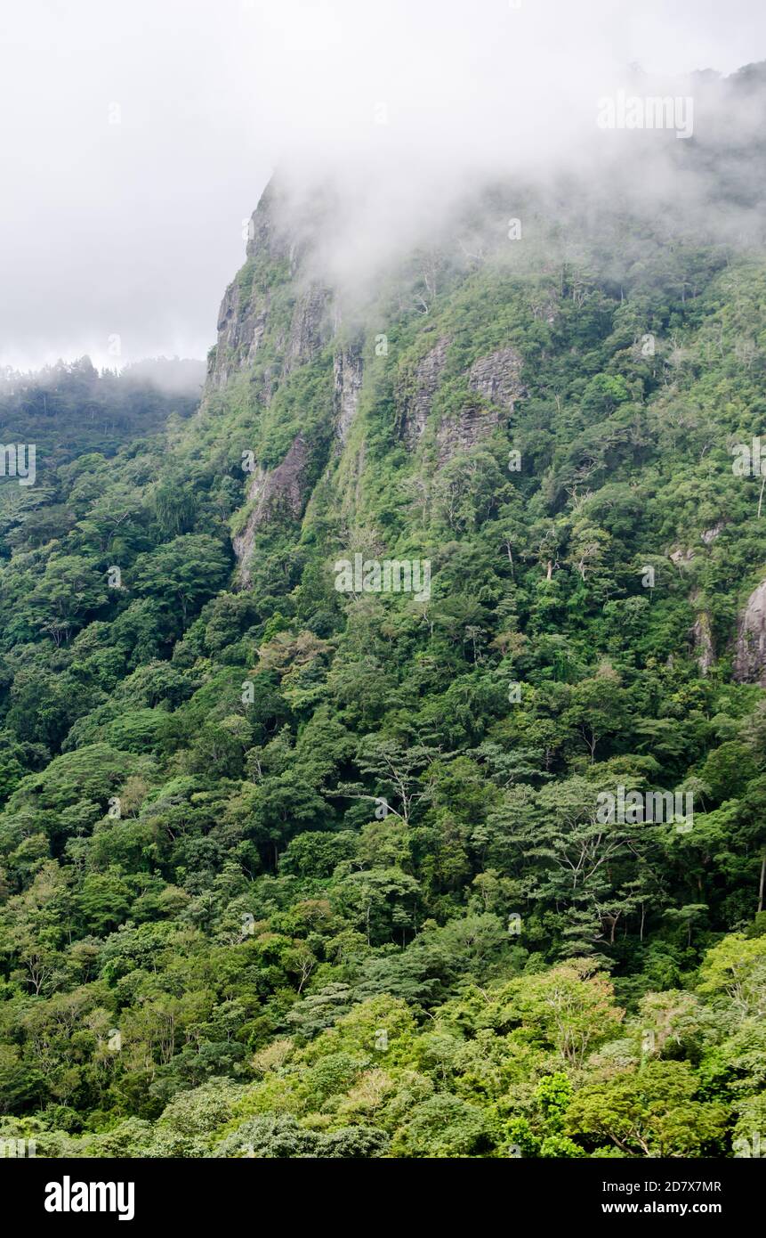 Dosel forestal en el Parque Nacional Altos de Campana Foto de stock