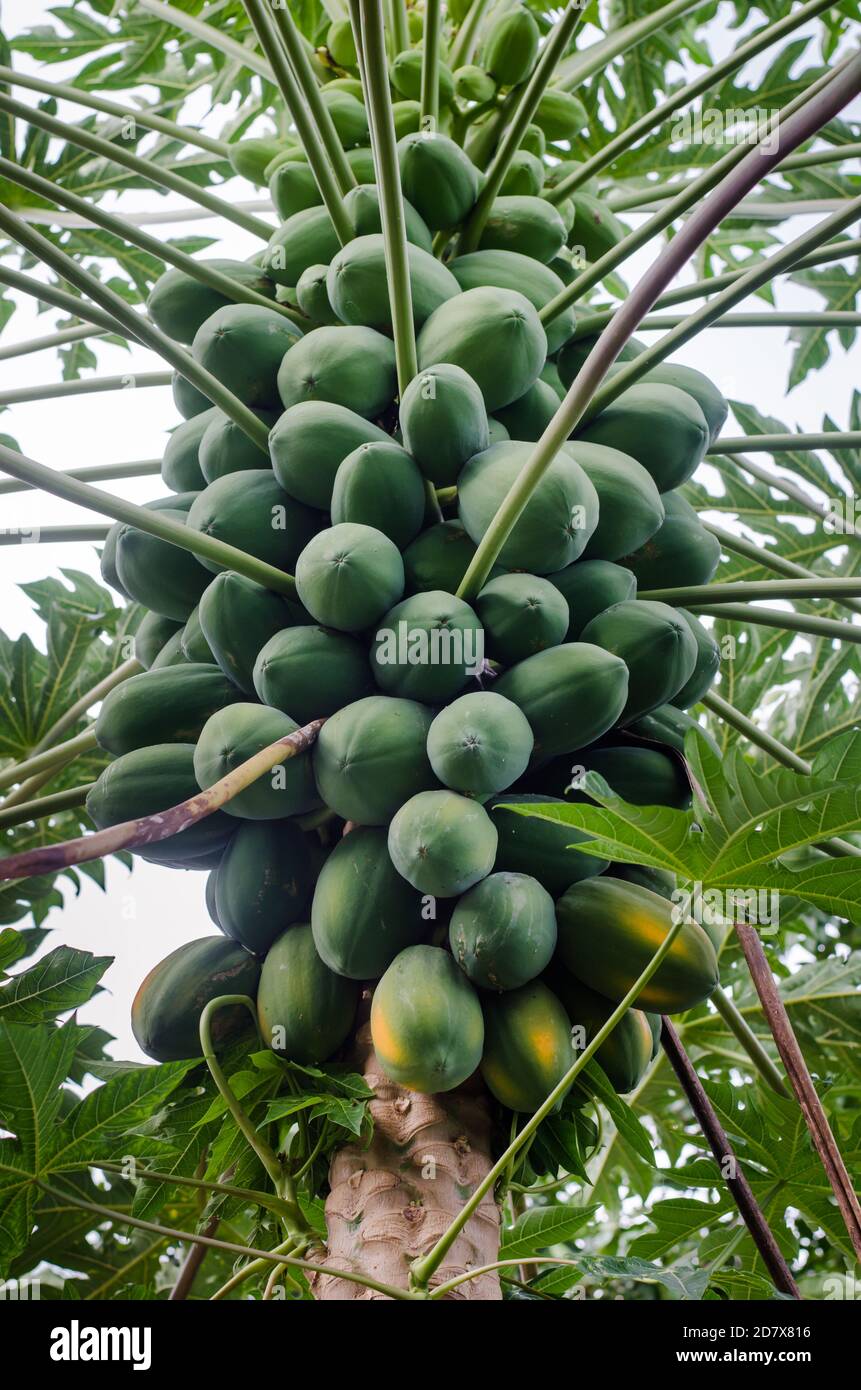 Papaya llena de frutos inmaduros Foto de stock