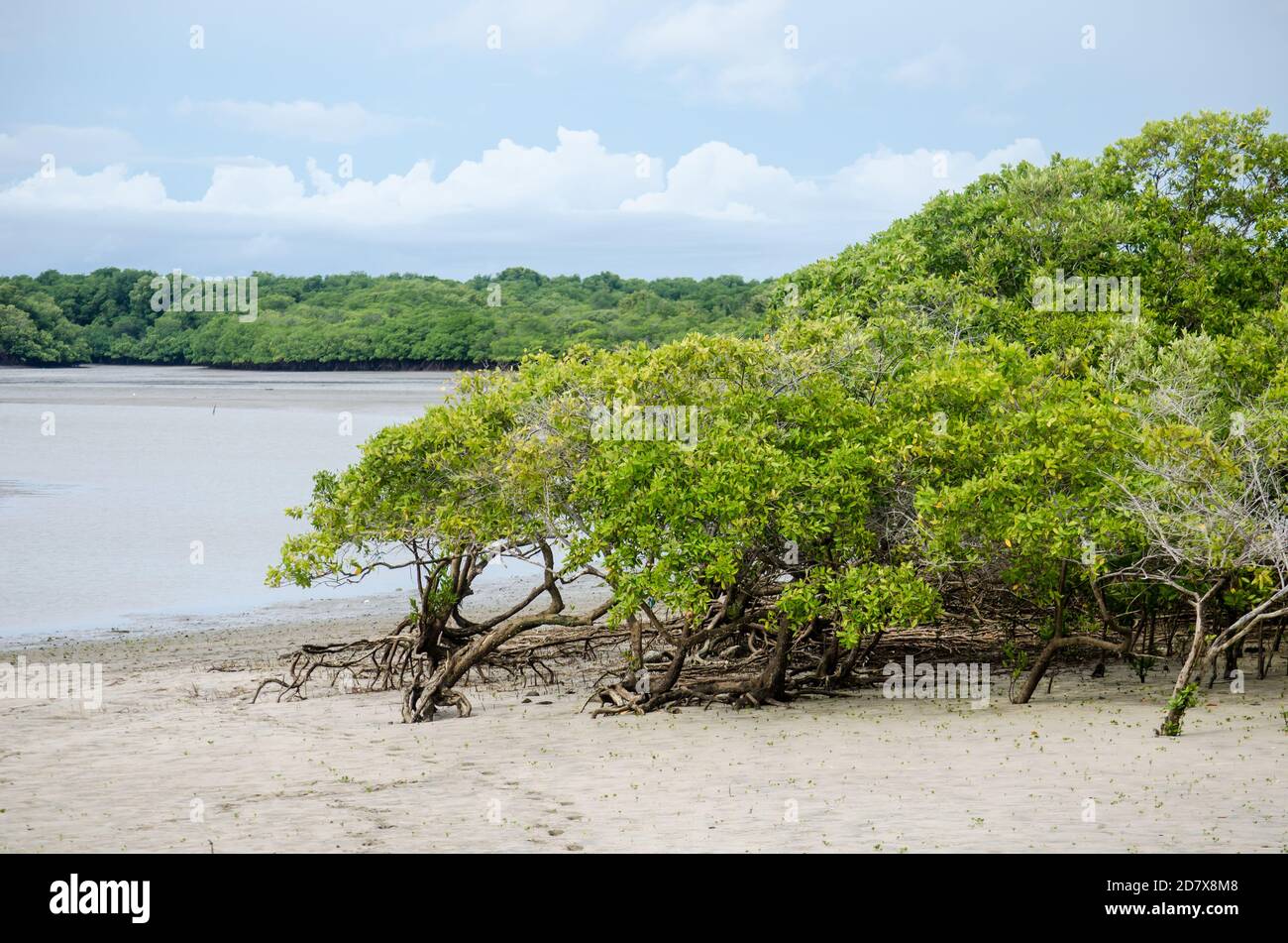 Bosque de manglares de la Bahía de Chame Foto de stock