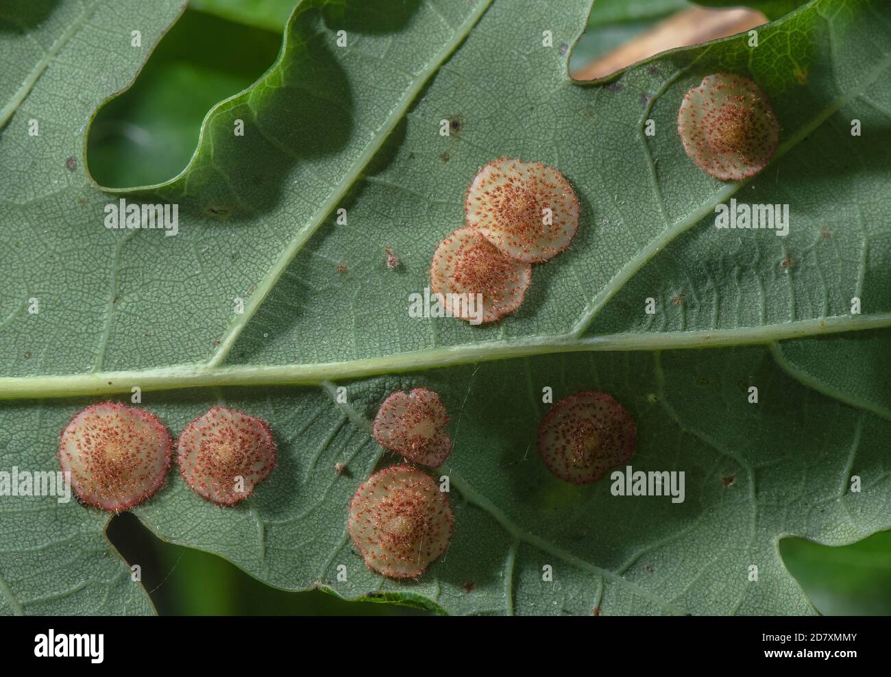 Bolas comunes de espanga, causadas por una avispa cinipid, Neuroterus quercusbaccarum, en la parte inferior de las hojas comunes de roble. Foto de stock