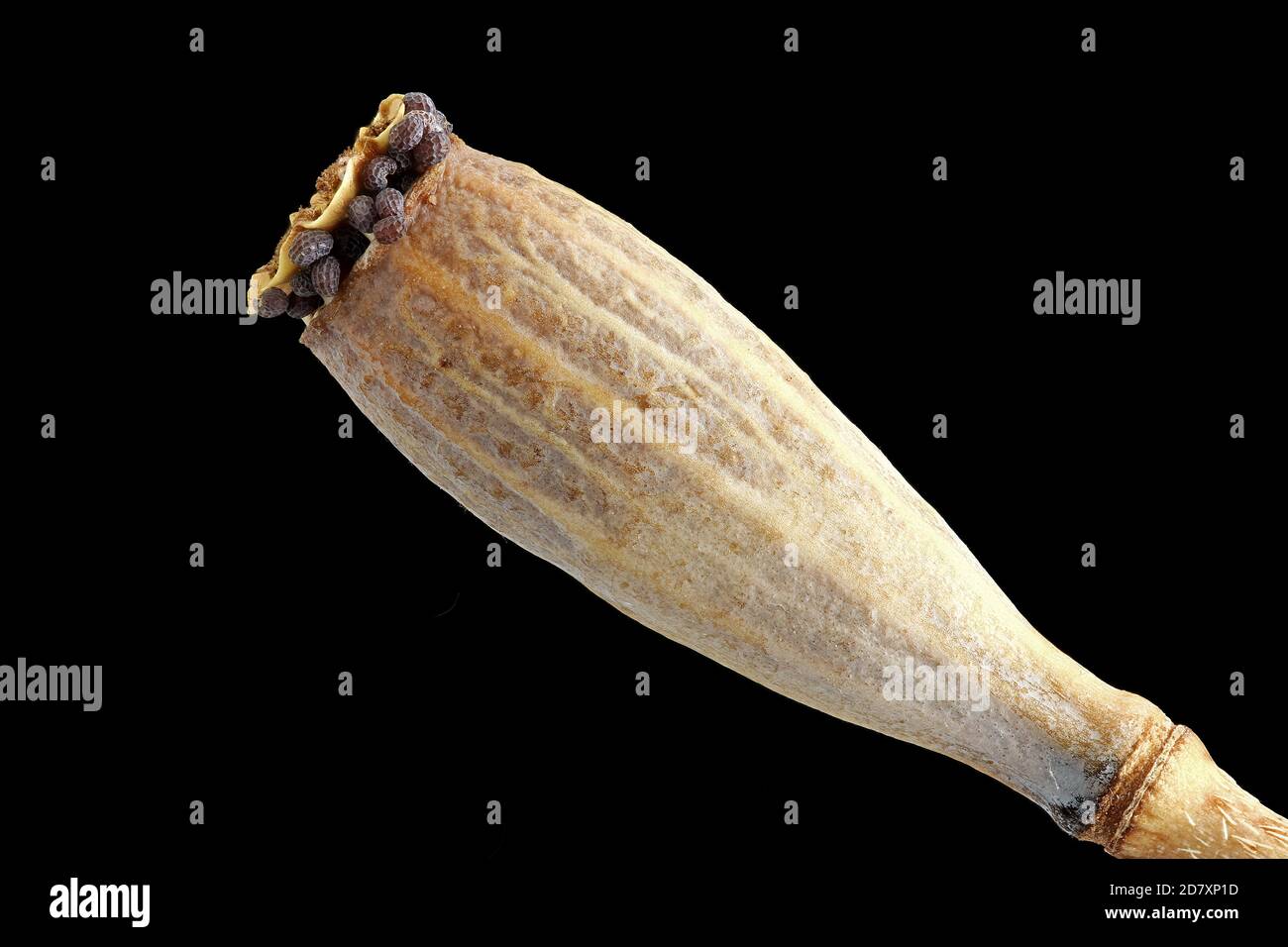 Papaver dubium, amapola de cabeza larga, Saat-Mohn, primer plano, fruta con semillas, cápsula, cabeza de semilla Foto de stock