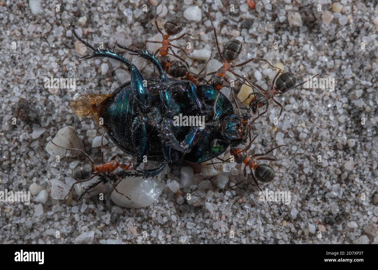 Southern Wood Ants, Formica rufa, llevando Dor Beetle muerto de vuelta al nido. Dorset. Foto de stock