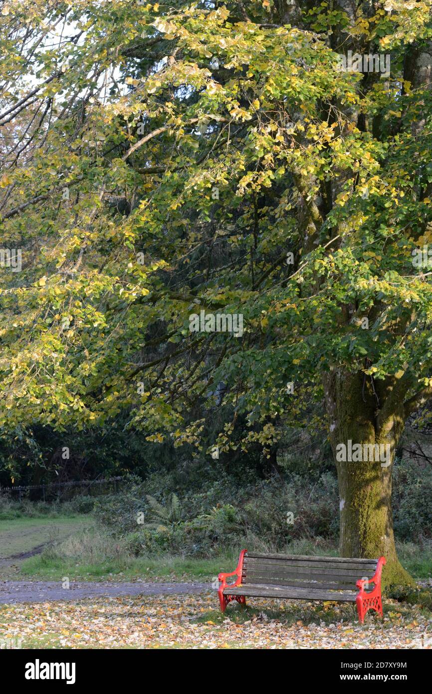 Silla de banco roja bajo un árbol de haya en otoño Foto de stock