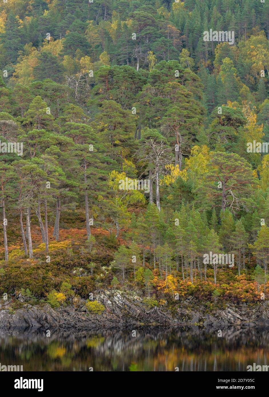 Glen Affric, reserva natural nacional y reserva forestal de Caledonian, en otoño; Highland, Escocia. Pino escocés, Pinus sylvestris con abedules. Foto de stock