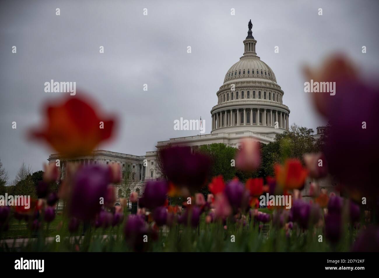 Flores y el edificio del Capitolio de los EE.UU. En la mañana del jueves 18 de abril de 2019 en Washington, D.C., se espera que el Fiscal General de los EE.UU. William Barr transmita copias del informe final del Asesor Especial Robert Muellers sobre la interferencia rusa en las elecciones de 2016 a los legisladores de esta mañana. El informe se publicará al público poco después de que se entregue a los legisladores. Crédito: Alex Edelman/The Photo Access Foto de stock