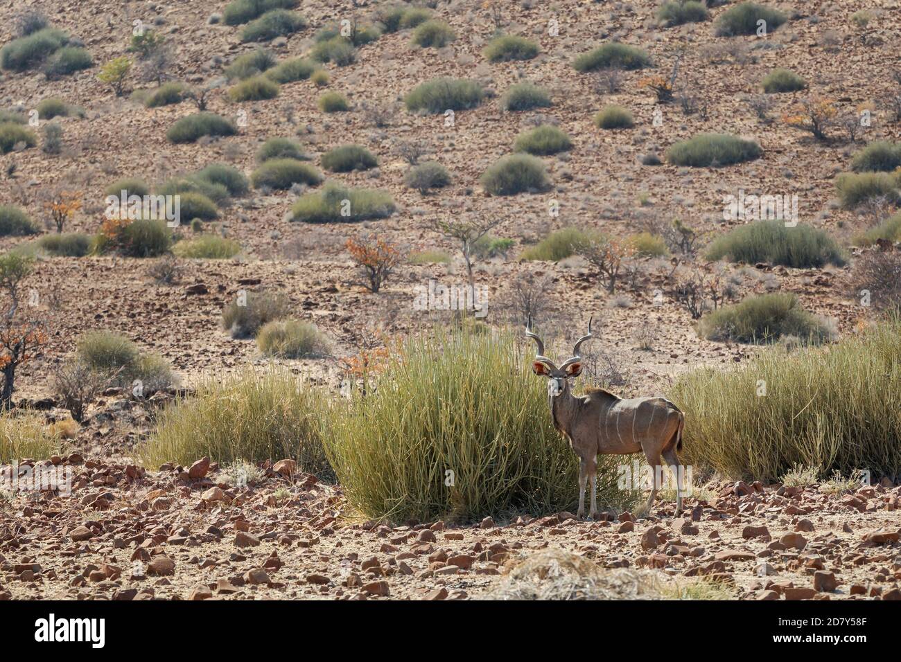 El orgulloso Kudu, Tragelaphus strepicémiceros, se encuentra en el paisaje de Namibia. Un animal adulto masculino con grandes cuernos, vista lateral de todo el cuerpo. Namibia, Foto de stock