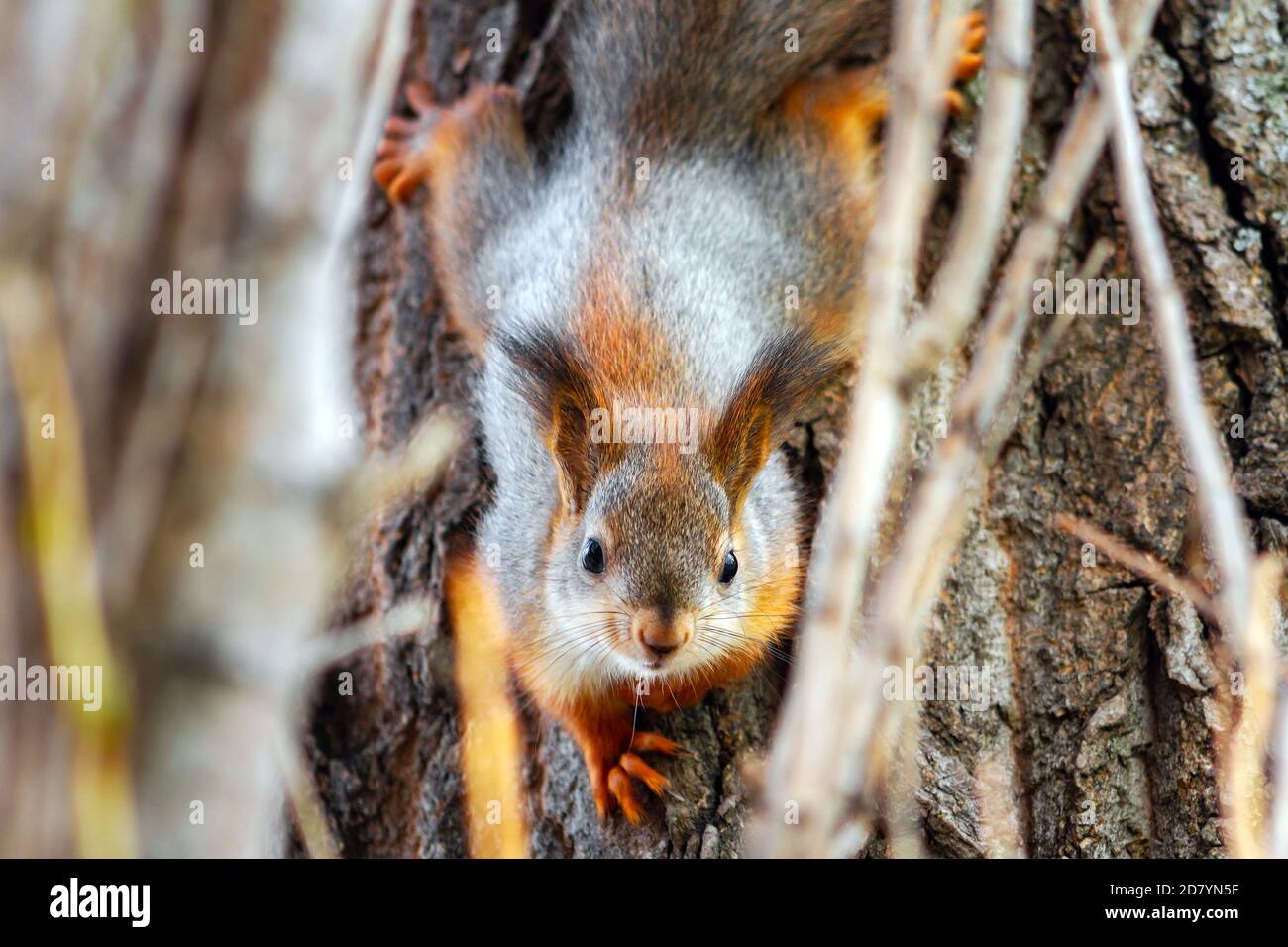 joven ardilla roja mirando la cámara en un tronco de árbol. Sciurus vulgaris Foto de stock