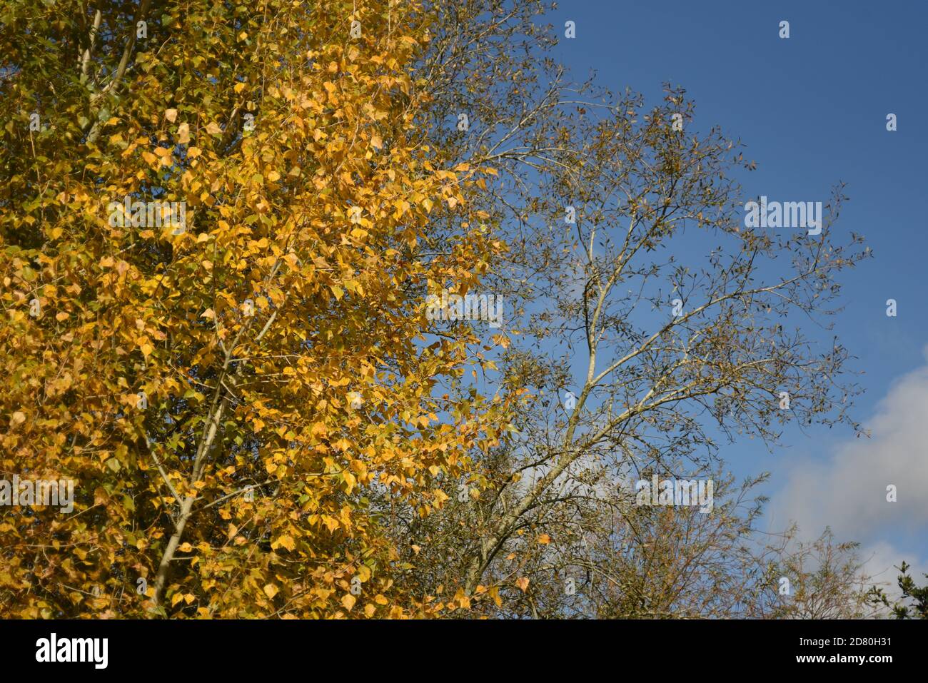 hojas de otoño amarillas en un árbol contra un cielo azul antecedentes Foto de stock