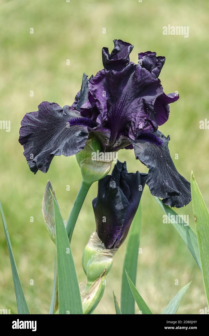 Iris negro oscuro violeta Tall iris bearded flor 'Hello Darkness' Iris flor negro retrato Fotografía de stock - Alamy Iris negro oscuro violeta Tall iris bearded flor 'Hello Darkness' Iris flor negro retrato Fotografía de stock - Alamy