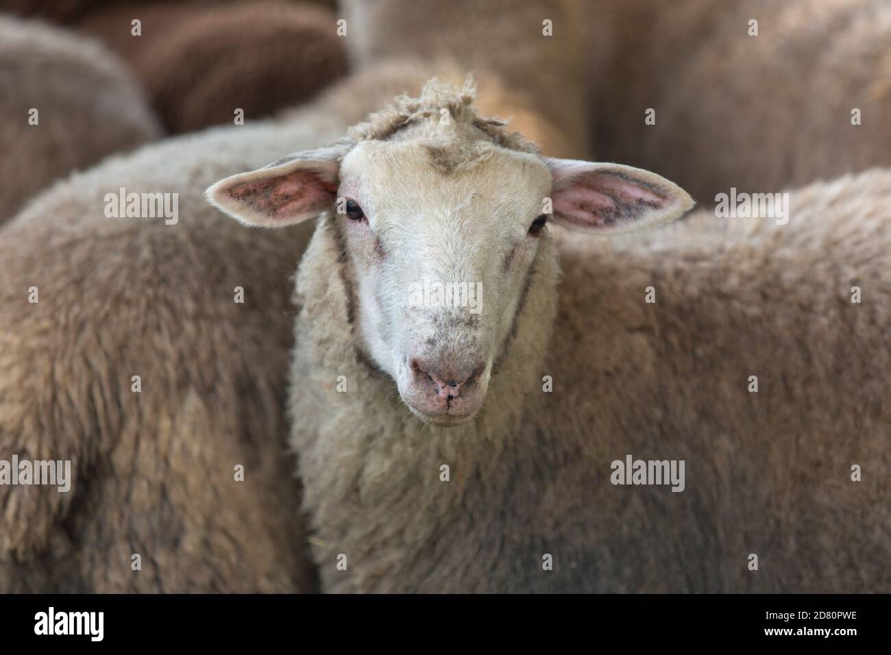 Primer plano de una oveja Ovis Aries Foto de stock