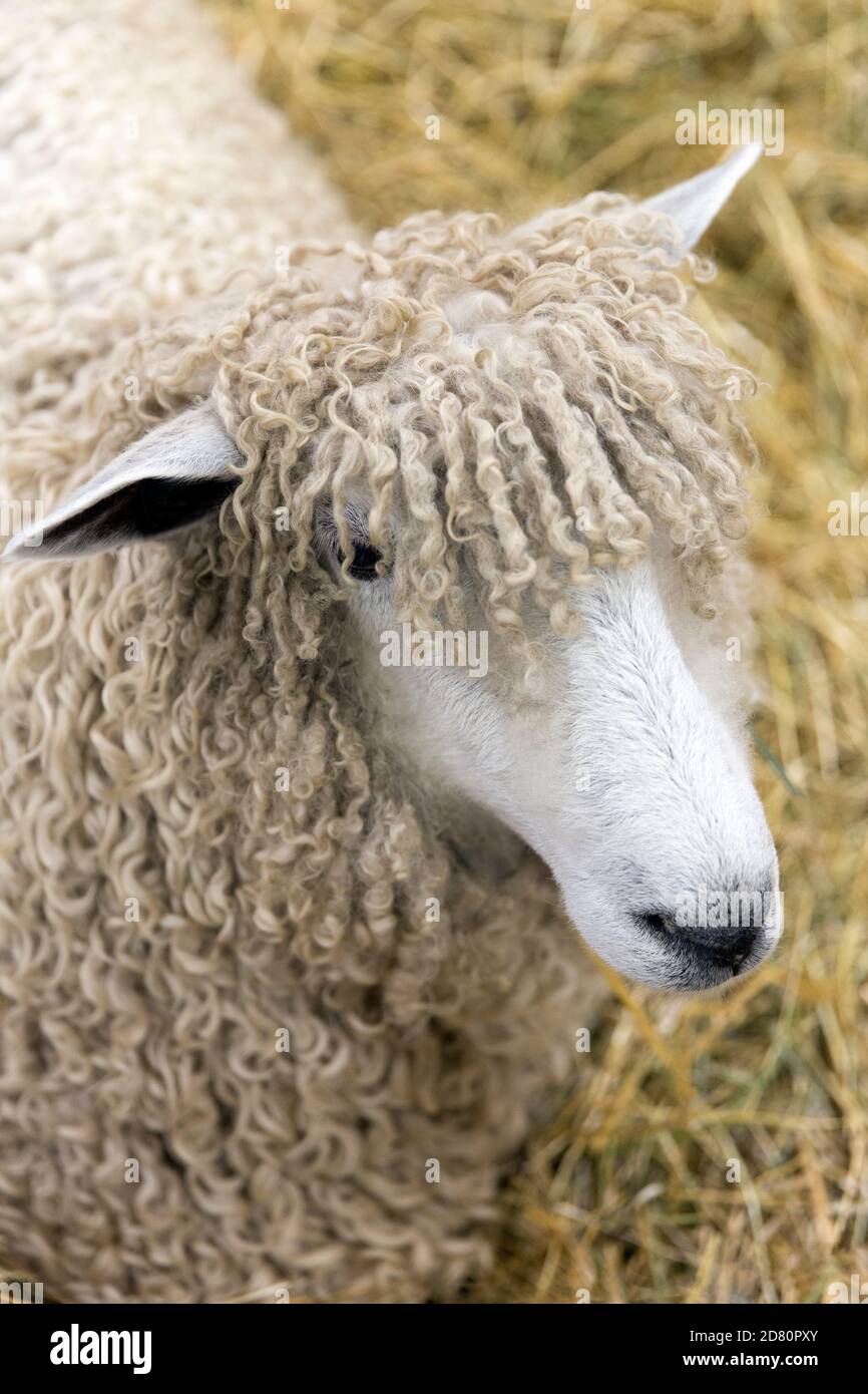 Primer plano de una oveja Ovis Aries Foto de stock