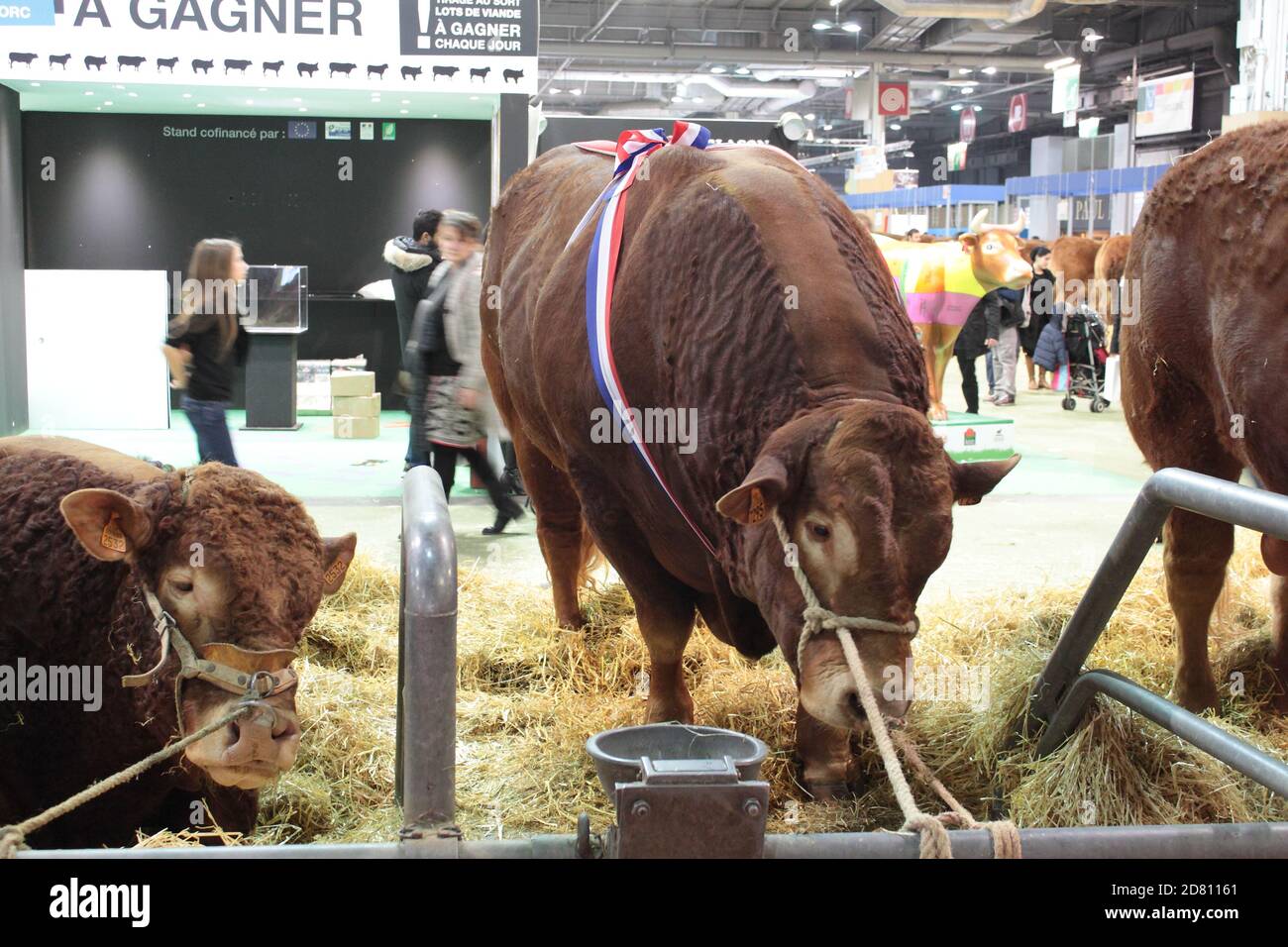 Ganado ganador de premios. Feria Agrícola de París 2014 Foto de stock