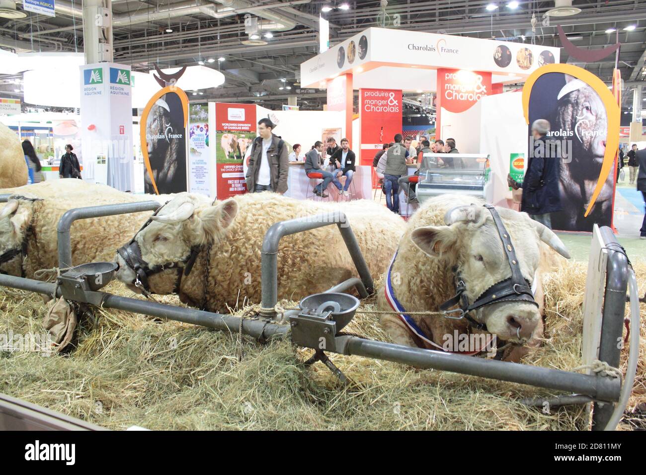 Ganado ganador de premios. Feria Agrícola de París 2014 Foto de stock