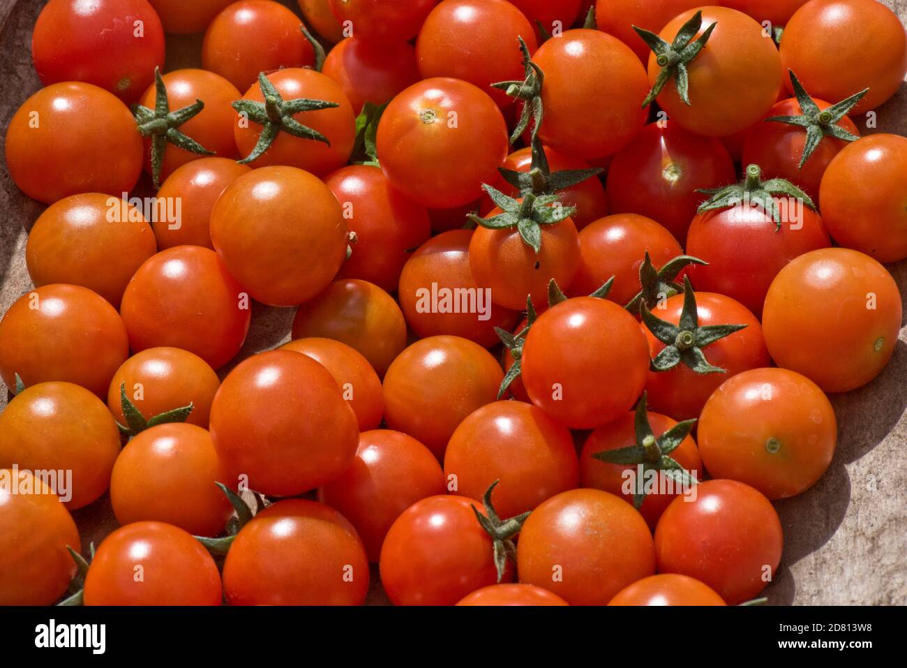 Glasshouse tomates cherry cultivados variedad 'Weet Million' tomates cherry cosechados de color rojo brillante en una trug después de la recolección, Berkshire, agosto Foto de stock