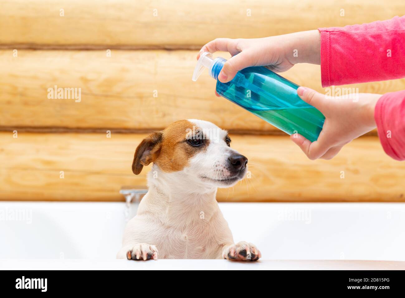 Un niño lava a su perro Jack Russell Terrier con champú o jabón en el baño.  Cuidar la salud de las mascotas. Prevención de pulgas y parásitos  Fotografía de stock - Alamy