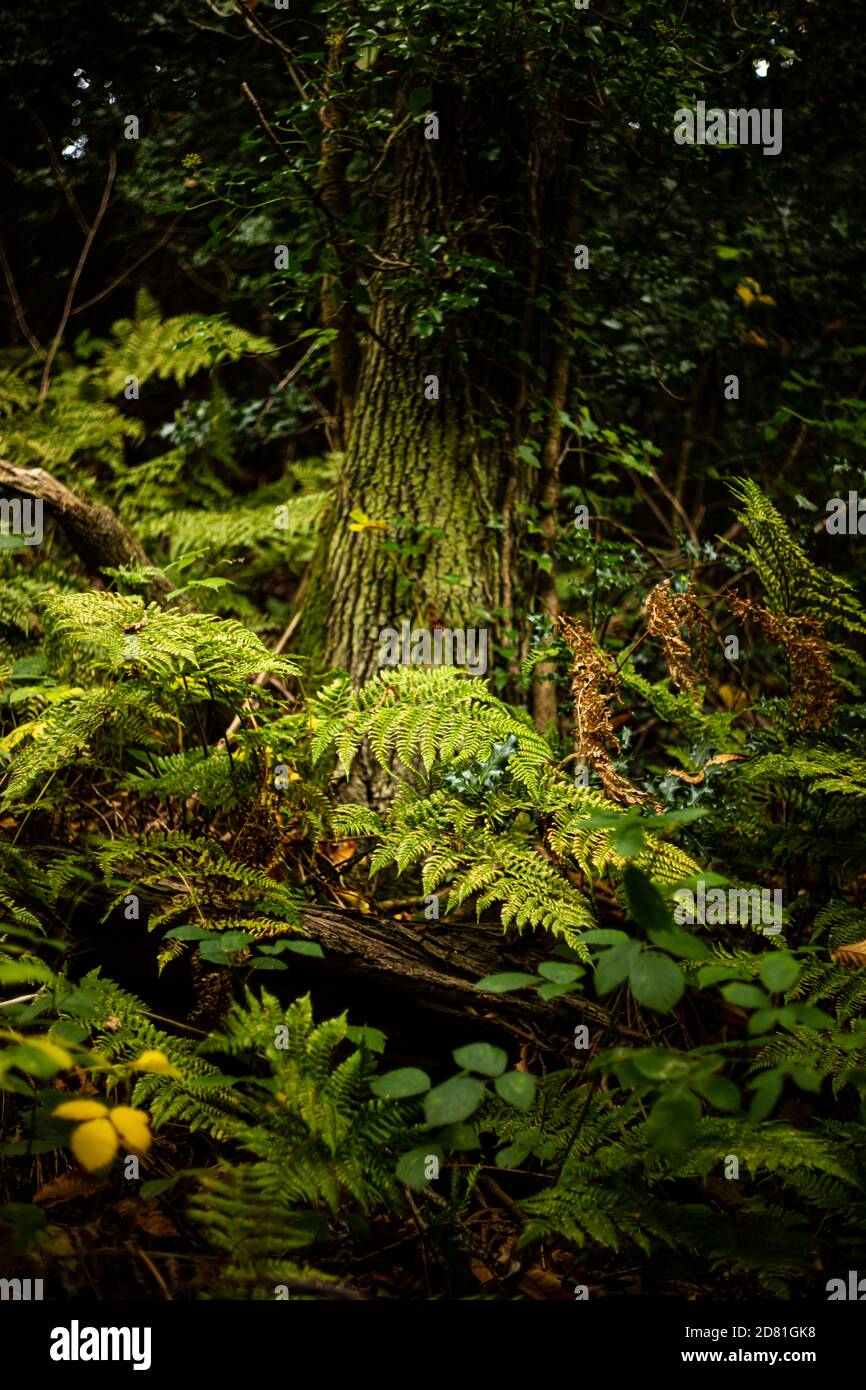 Helechos y verdor en el bosque en Fairlight Glen, cerca de Hastings, East Sussex Foto de stock