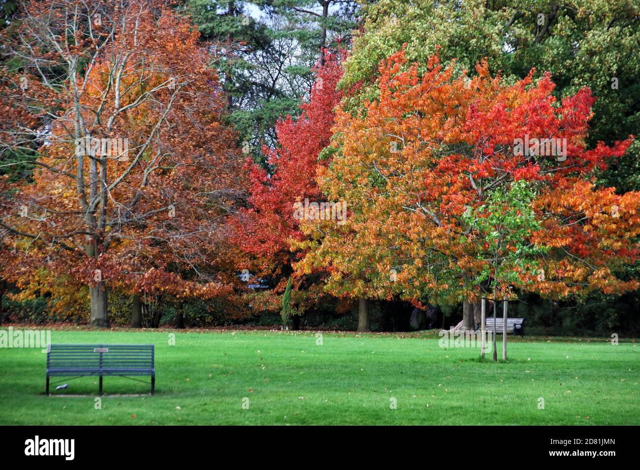 Bedford Park, Bedfordshire. 26 de octubre de 2020. Árboles y hojas en su pico de hermosos colores otoñales alrededor de Bedford Park en una principalmente soleada tarde de octubre. Bedford, Reino Unido 26 de octubre de 2020 crédito: KEITH MAYHEW/Alamy Live News Foto de stock