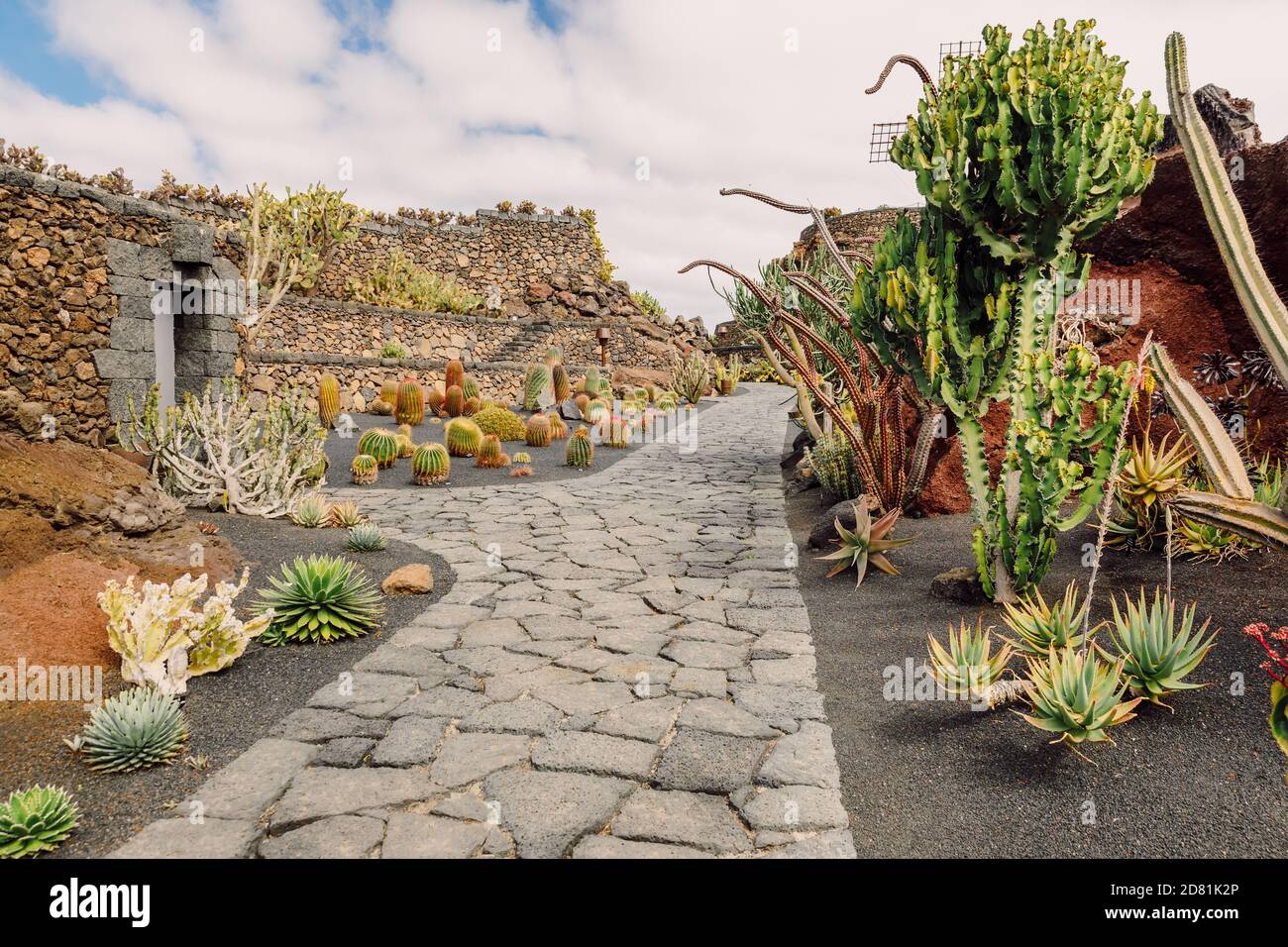 Jardín de cactus con cartus y plantas suculentas en la isla de Lanzarote, Islas  Canarias Fotografía de stock - Alamy