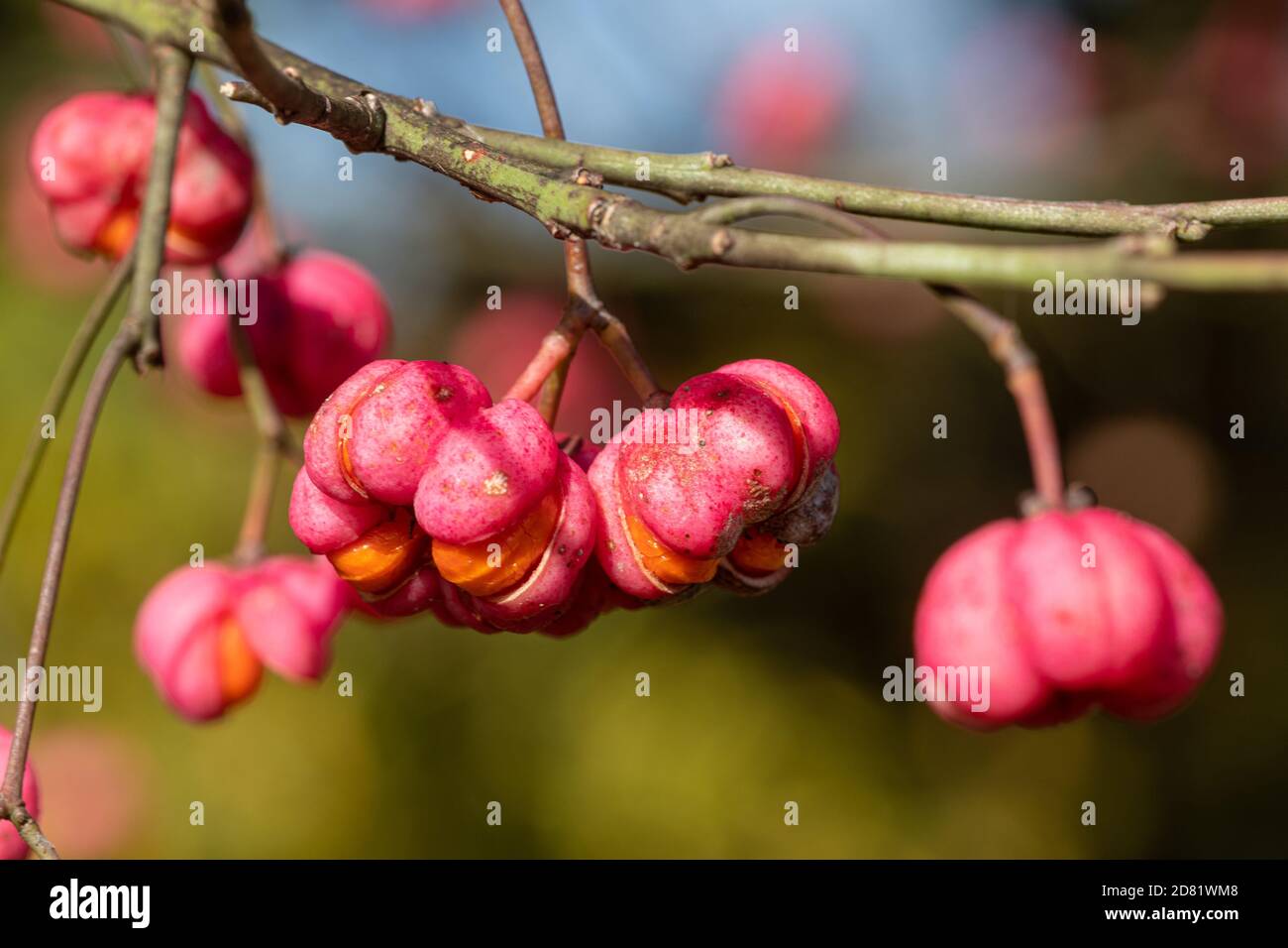 Primer plano de las bayas del huso de colores brillantes, frutos rosas y naranjas del árbol del huso (Euonymus europaeus) Foto de stock