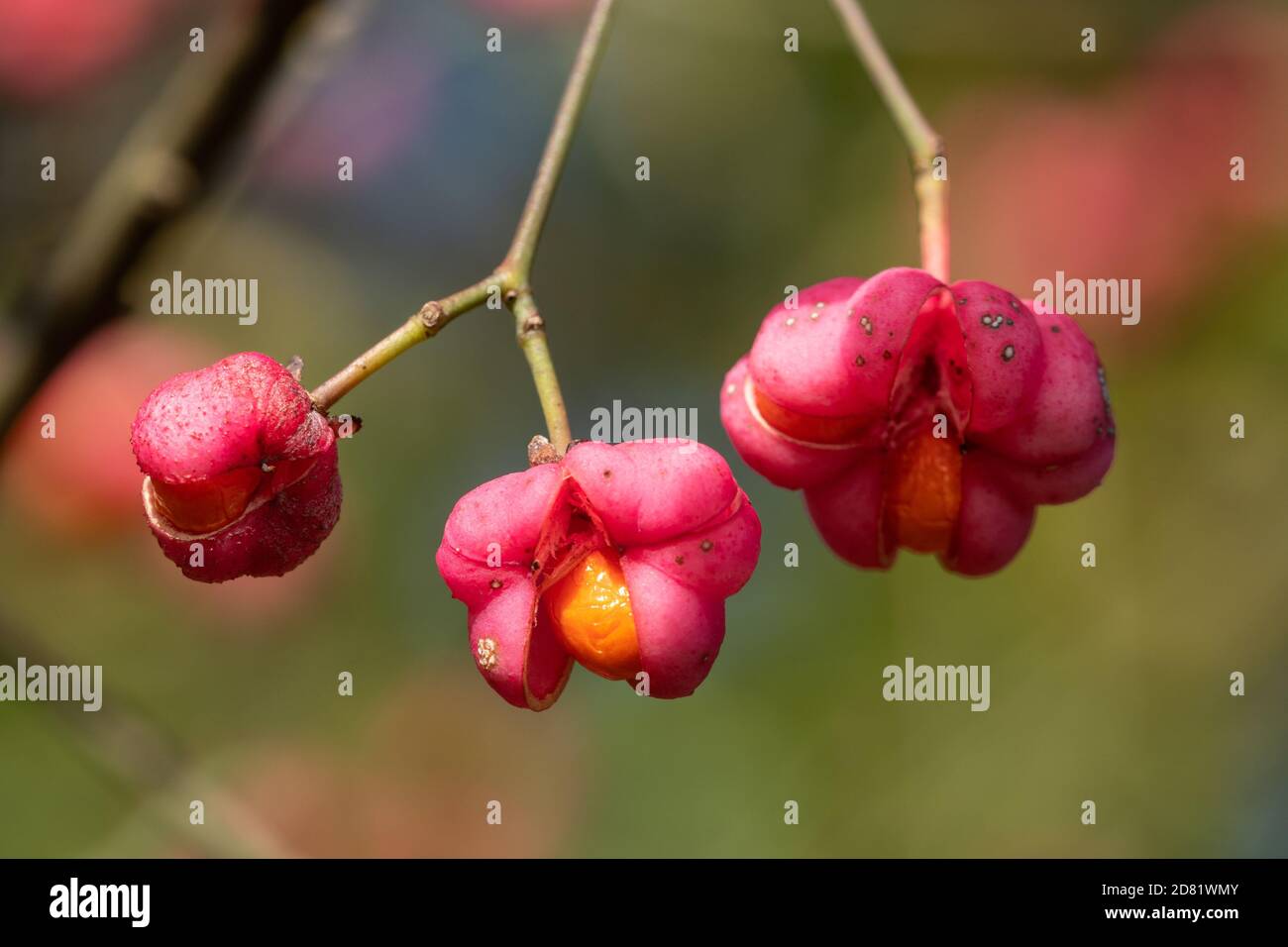 Primer plano de las bayas del huso de colores brillantes, frutos rosas y naranjas del árbol del huso (Euonymus europaeus) Foto de stock