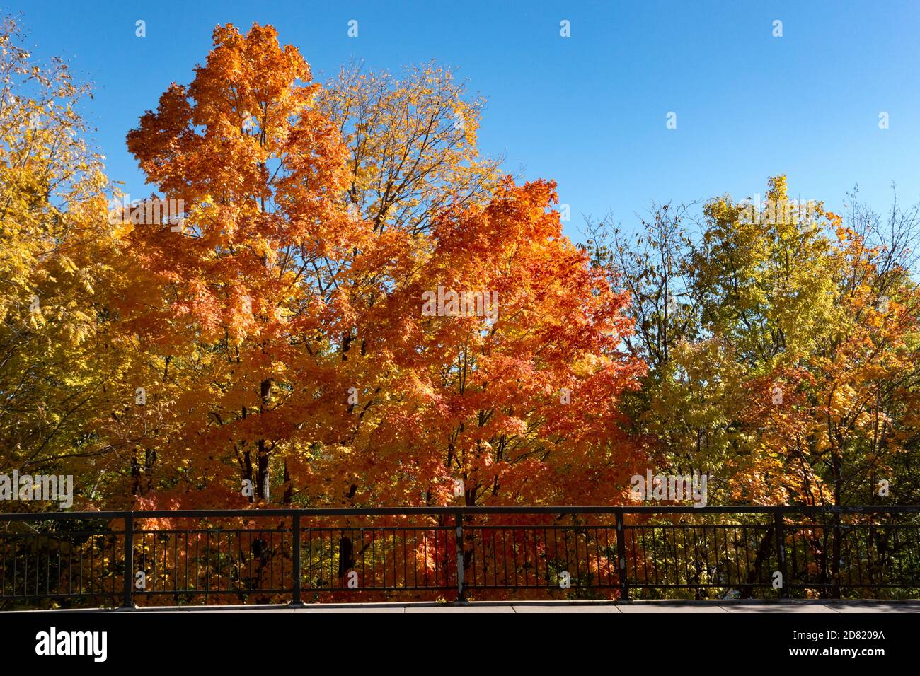 Coloridos árboles de otoño a lo largo del North Mississippi River Boulevard. St Paul Minnesota MN EE.UU Foto de stock