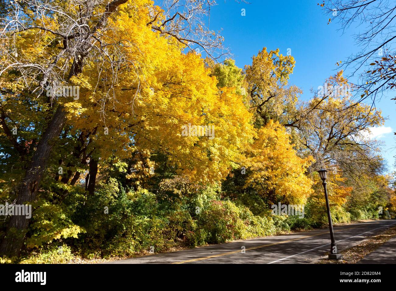 Color cambiante de los árboles de otoño a lo largo del camino del North Mississippi River Boulevard. St Paul Minnesota MN EE.UU Foto de stock