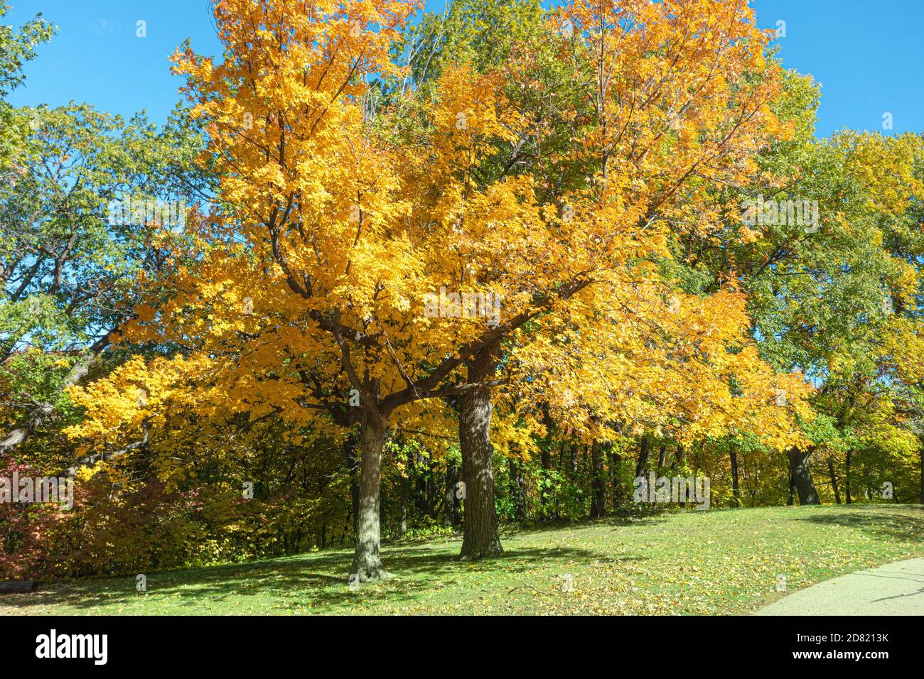 Árbol amarillo brillante en el River Road St Paul Minnesota MN EE.UU Foto de stock