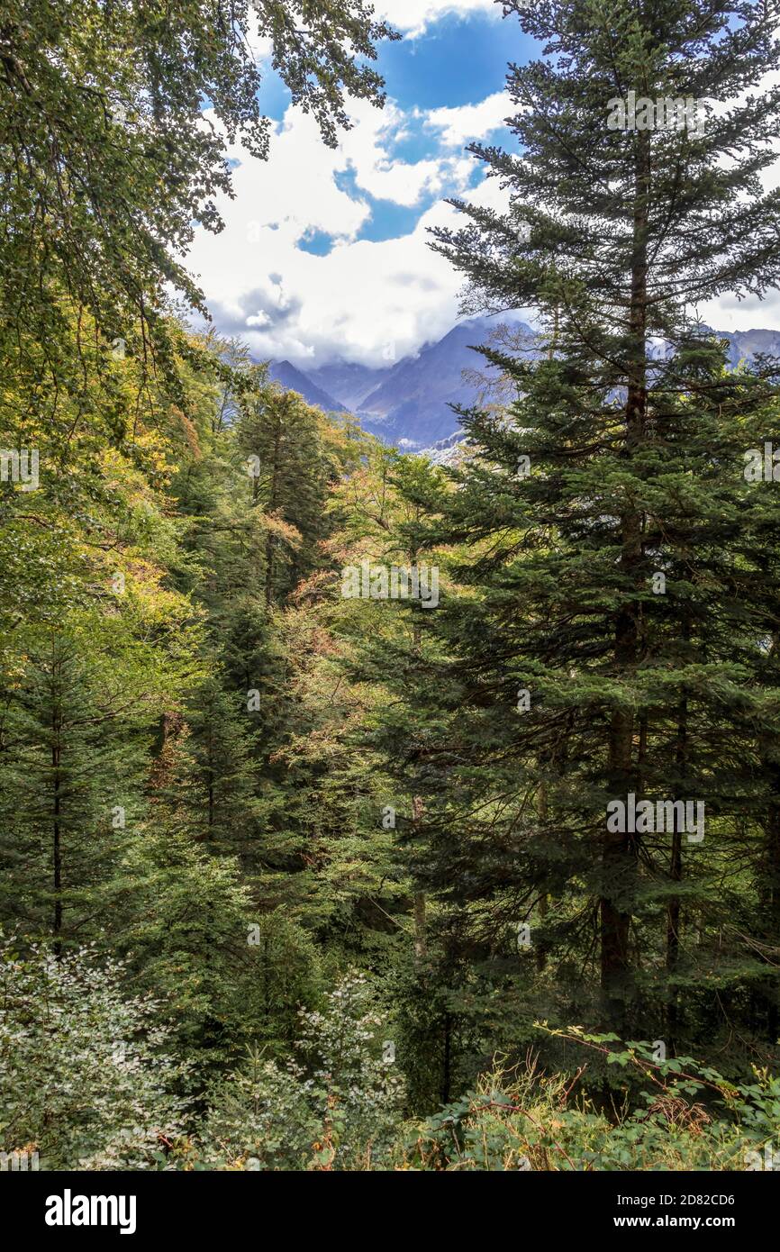 Bosques templados latifoliados y mixtos fotografías e imágenes de alta
