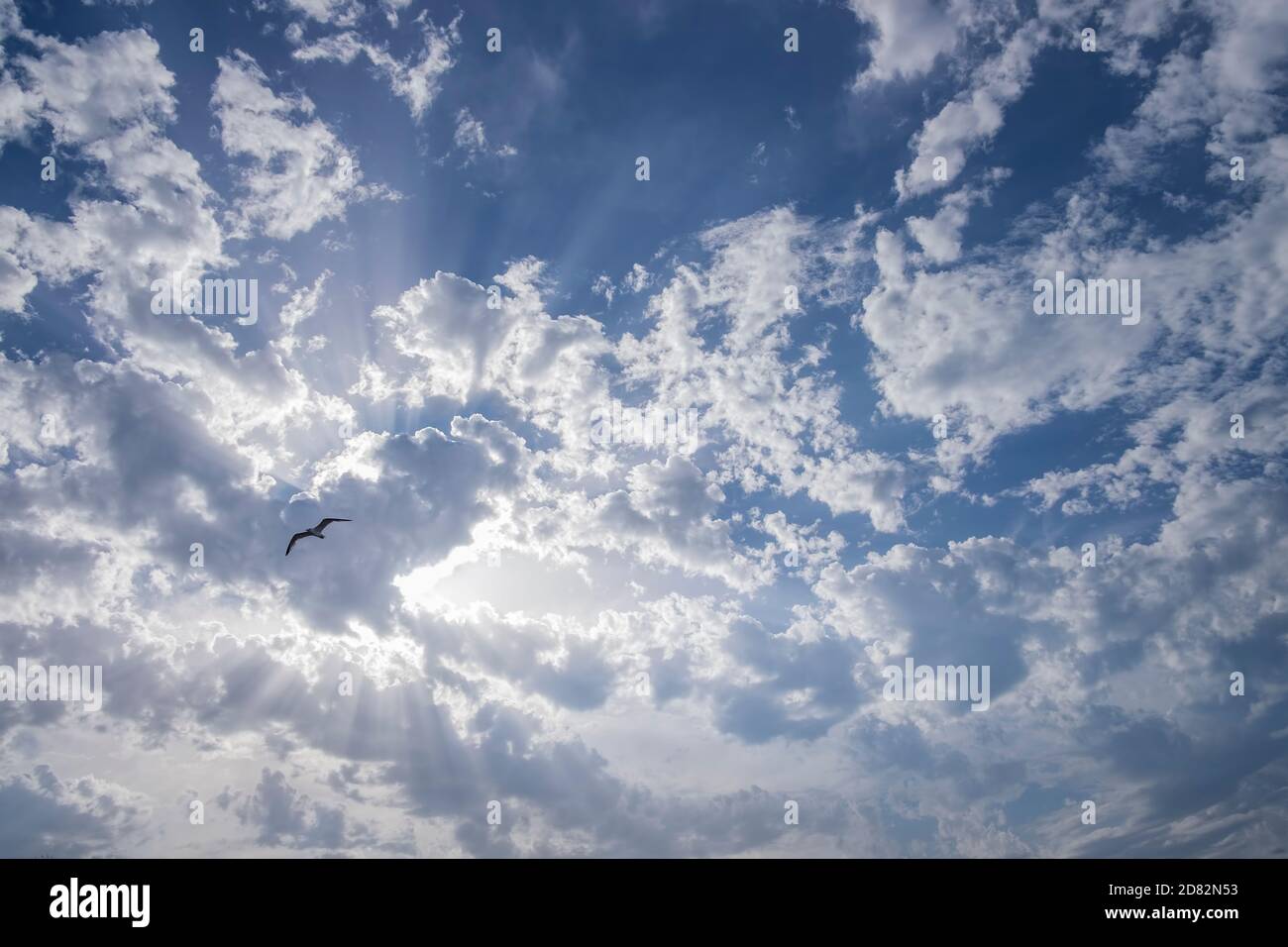 rayos de sol que se elevan a través de un cielo azul nublado con una gaviota volando contraluz Foto de stock