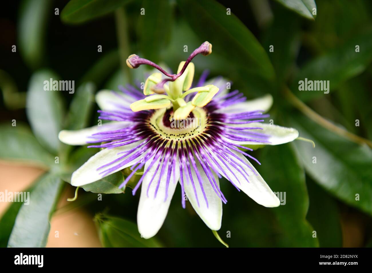 Flor de la pasión (Passiflora incarnata ) Foto de stock